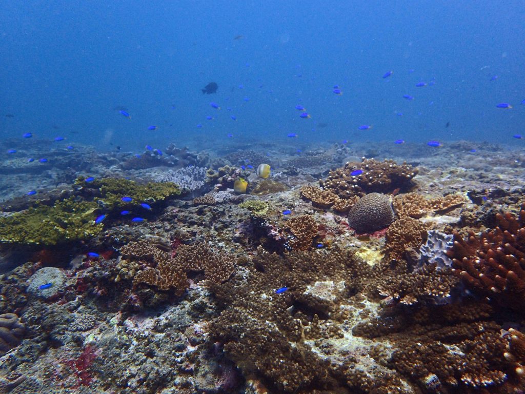 監院：東沙環礁棘冠海星爆發恐毀珊瑚 內政部應檢討 – 芋傳媒 TaroNews