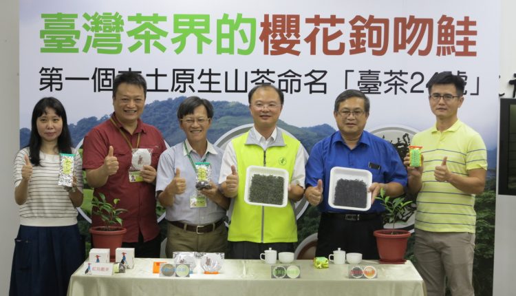 這杯很純 品嚐冰河時期孓遺植物 台茶24號 台灣第一杯本土原生茶 芋傳媒taronews
