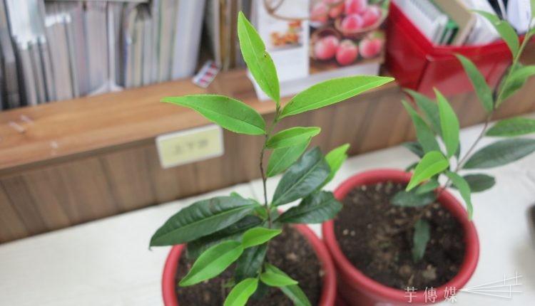 這杯很純 品嚐冰河時期孓遺植物 台茶24號 台灣第一杯本土原生茶 芋傳媒taronews